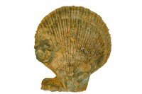 Chlamys varia